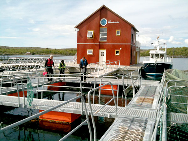 På Norsk Havbrukssenter er det adgang til mærene fra land.