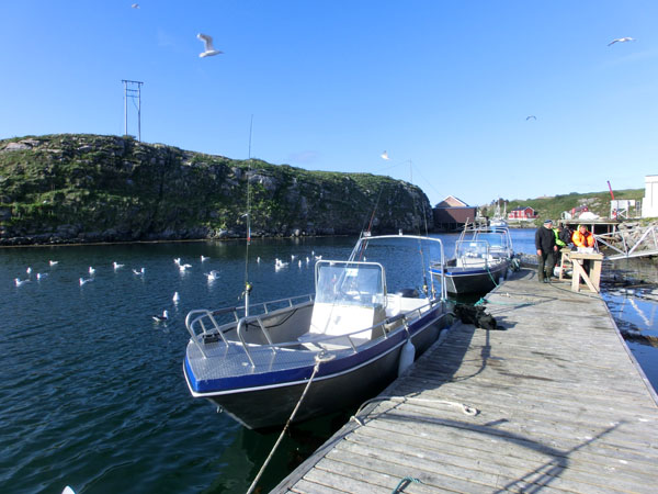 Tilbake på Træna Rorbuferie. Her sto turistene og renset dagens fangst og måkene fikk avskjæret.