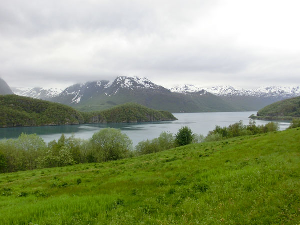 Fjorden hvor Svartisen kommer ned er uvanlig frodig.