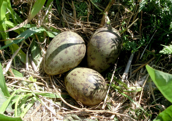 En stakkars måkefamilie har valgt helt feil sted for hvor de plasserte redet. Disse eggene blir nok aldri klekket.