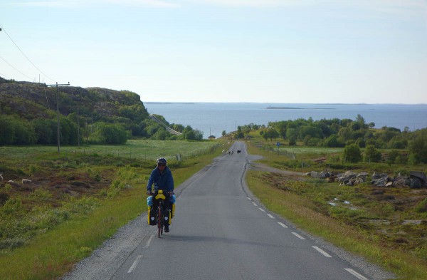 Bjørn på vei over Dønna (fra vest til østsiden)