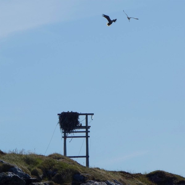 Strømmen her ute i øyan er stort sett avslått og strømmastene har fått ny bruk som rede for Havørnen