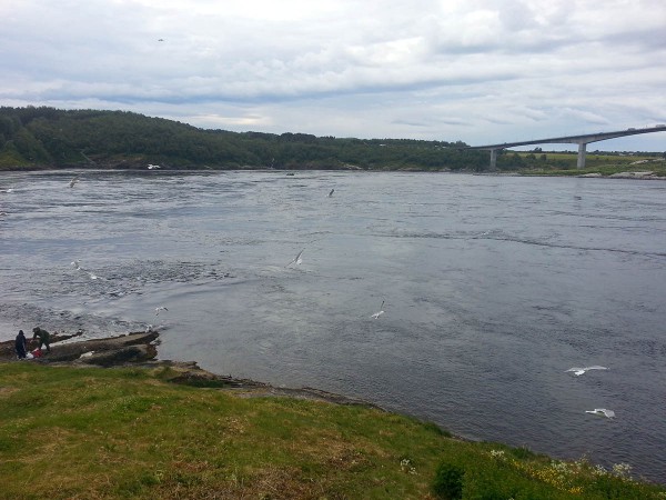 Strømmen på inngående i Saltstraumen