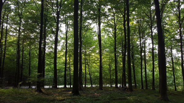 (18:30) Plutselig dukket det opp en perfekt hengekøyeskog. Skal jeg benytte meg av det eller sykle videre? P. S Ser dere sykkelen min på bildet? 