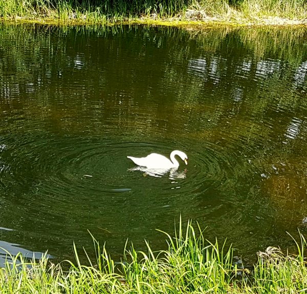 (14:48) En svane svømte rundt i elven. 